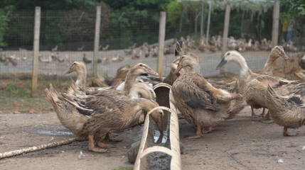 巒城鎮下滕村:雞鴨成群唱響致富交響曲