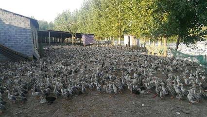 池州肉鴨苗 農(nóng)家肉鴨鴨苗 孵化場直銷 家禽養(yǎng)殖 池州鴨苗