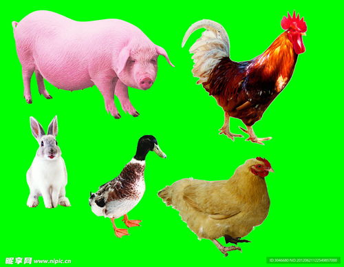 牲畜家禽豬雞鴨兔設(shè)計圖 psd分層素材 psd分層素材