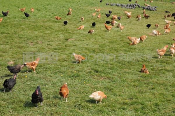 法國,布魯埃恩維辛的家禽養(yǎng)殖