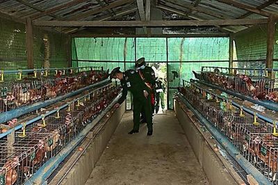 緬軍沿海軍區(qū)司令視察德林達依省勃勞駐軍農(nóng)業(yè)生產(chǎn)情況