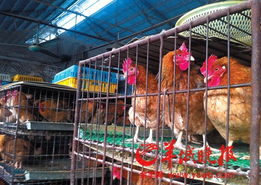 廣東 家禽產(chǎn)銷者夢碎h7n9 養(yǎng)殖場的雞價跌至成本價以下