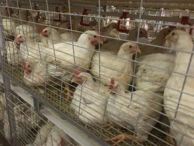 鑫眾農(nóng)牧:年出欄肉雞600萬羽,產(chǎn)業(yè)鏈合作降成本