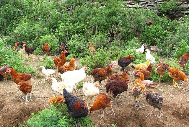 生豬散養(yǎng)戶還有賺錢機會嗎?家禽產(chǎn)業(yè)復(fù)蘇,養(yǎng)雞戶的春天要來了?