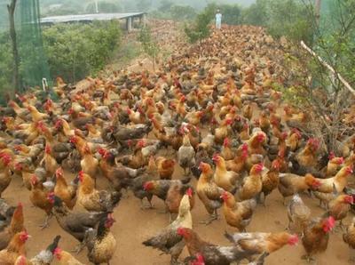 未來幾年在農(nóng)村創(chuàng)業(yè),種植養(yǎng)殖啥能致富?這10個項目不比打工差