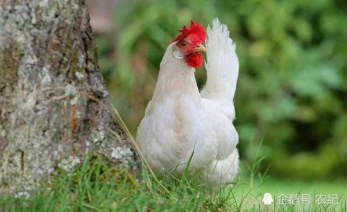 疫情尚未解除,又有禽流感來襲,養(yǎng)雞人該如何把握養(yǎng)殖進度與規(guī)模