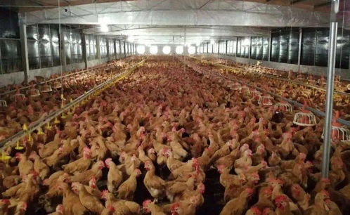 養(yǎng)雞人必看 禽類養(yǎng)殖業(yè)發(fā)展趨勢及對策