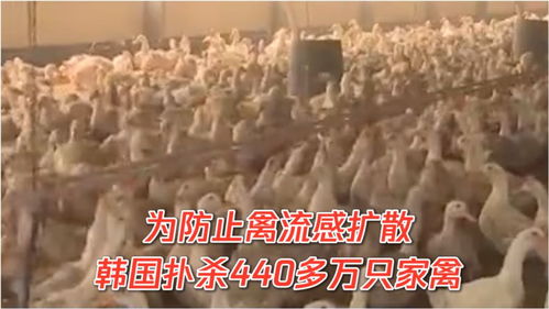 警惕禽流感擴散,韓國撲殺440多萬只家禽 醫(yī)生 預(yù)防禽流感,這幾點牢記