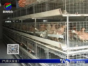 專家指導防凍保暖 保障云浮禽畜水產養殖平安