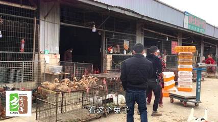 農村小伙去家禽市場考察,帶大家看看養殖行情,還能繼續嗎?