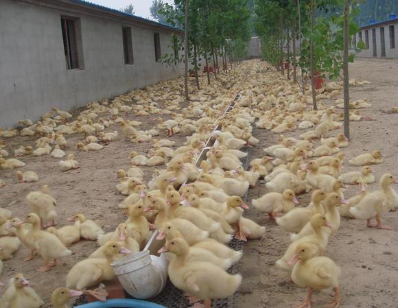 肉鴨養殖生長慢,可能是這些方面出了問題