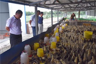 鎮平縣王崗鄉 瞄準市場需求養殖家禽助增收