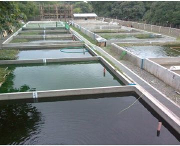 水產養殖的管理技巧