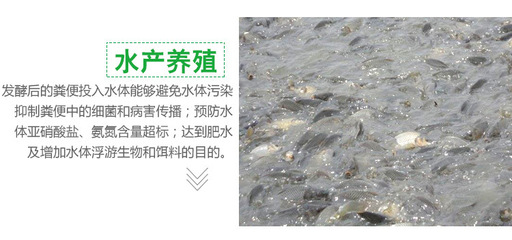 花白鰱魚池子怎么用雞糞肥水不發黑