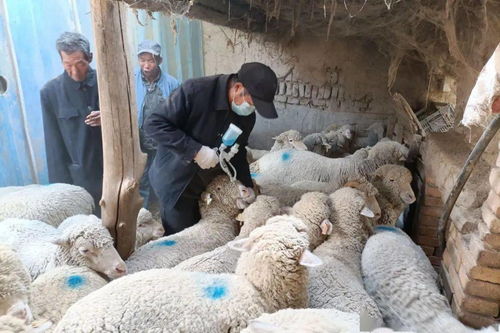 銀達鎮扎實開展秋季動物疫病防治工作
