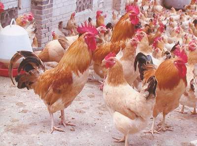 放養土雞 品質優良