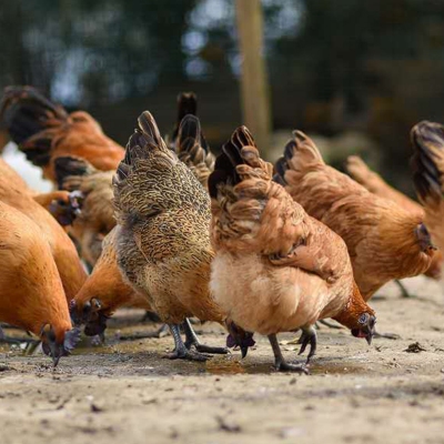 凌云烏雞 - 廣東東西部扶貧協作產品交易網 - 東西攜手 抗疫扶貧 保供