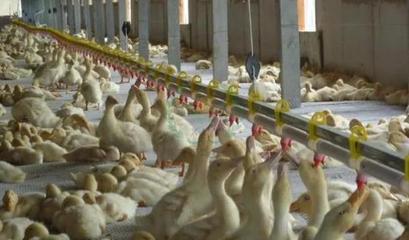 如何降低肉鴨養殖風險