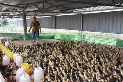 鎮平縣王崗鄉:瞄準市場需求養殖家禽助增收