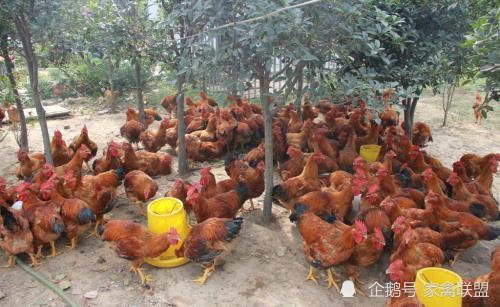 雞價最低8塊一斤,家禽行情正向著有利于養殖戶的方向發展