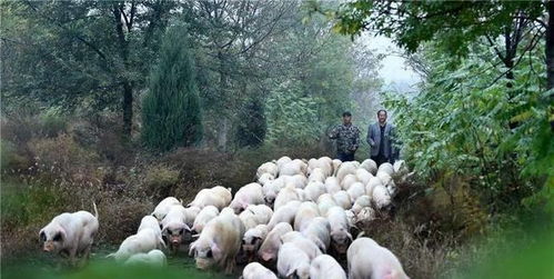 菜吧 康養新時尚 到鄉村 森 呼吸