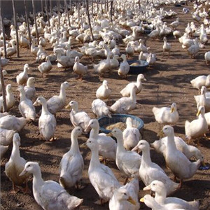 經驗--實用生活指南