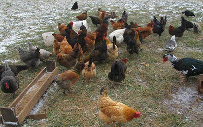 家禽智慧化養殖雞鴨