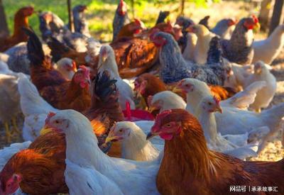 養什么家禽能致富