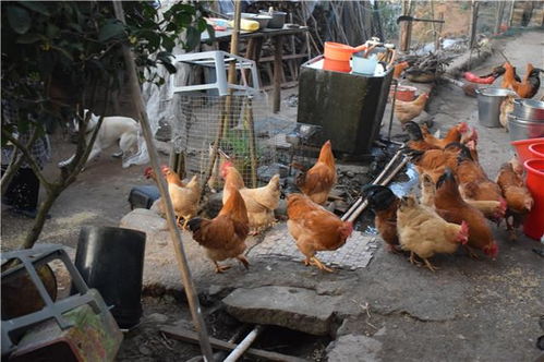 為什么農村人都喜歡養家禽,看完這些你就會明白了