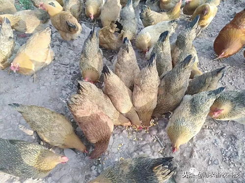 家禽養殖在中后期采用放養與部分發酵飼料能夠改善肉質獲得更好效益