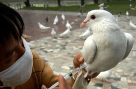 槐蔭區采取三項措施加強畜牧產品質量安全