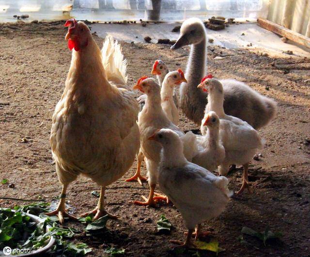 農村大力發展養殖業,普通人養殖什么最容易上手回報較快