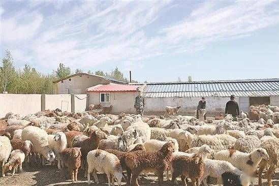 他們在新疆一干就是20多年,終于脫貧奔小康