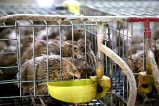 民生 丨 西高山鄉 多元化家禽養殖業打開新錢袋