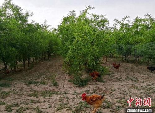 家禽養殖產學研一體化項目 新疆兵團民眾增收新支點