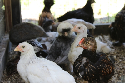 美國禽流感疫情擴大:全美165萬家禽染病 日本拒絕進口雞蛋