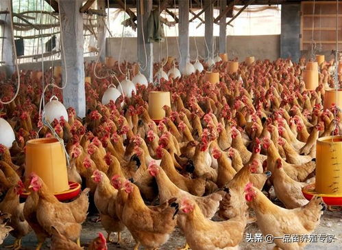 在這兩個(gè)因素的共同作用下,家禽養(yǎng)殖業(yè)正迎來(lái)一個(gè)養(yǎng)殖小高峰期