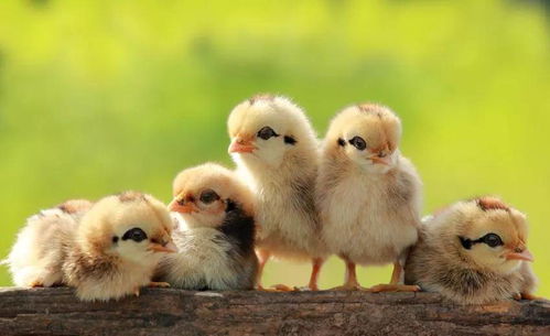 微科研 微康凝結(jié)芽孢桿菌bc66在肉仔雞養(yǎng)殖中的應(yīng)用