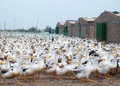 別攔我,我要辭職回農(nóng)村了,國(guó)家發(fā)布了一個(gè)重磅政策…