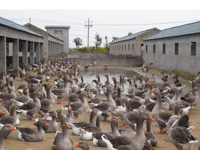 【供應(yīng)湖北鵝苗價(jià)格孝感鵝苗價(jià)格黃石鵝苗價(jià)格宜昌鵝苗價(jià)格圖片】供應(yīng)湖北鵝苗價(jià)格孝感鵝苗價(jià)格黃石鵝苗價(jià)格宜昌鵝苗價(jià)格 - 創(chuàng)新家禽孵化場(chǎng)