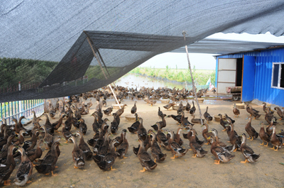 養(yǎng)殖過(guò)上幸福日 小家禽做出來(lái)大文章