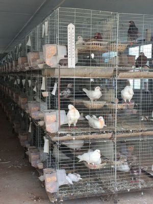 吃貨進(jìn)!這是一篇讓你流口水的微信!