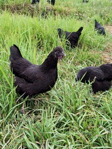 綿竹綠殼蛋雞苗養(yǎng)殖技術(shù) 如何增加產(chǎn)蛋量