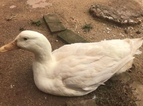 肉鴨場(chǎng)區(qū)如何與外界隔離