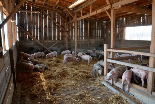 家禽家畜家豬養(yǎng)殖圖片 攝影圖 下載至來(lái)源處