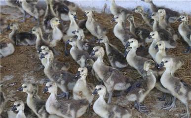 立新村脫貧致富系列報道之六