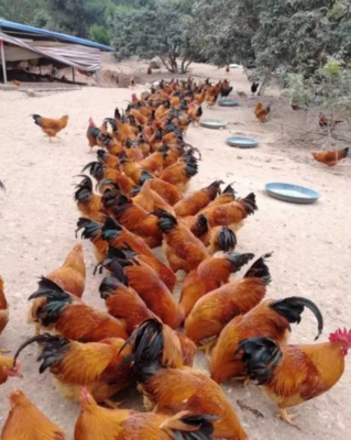 潲水(泔水)可以作為雞鴨的飼料嗎?該如何處理?政策允許嗎?