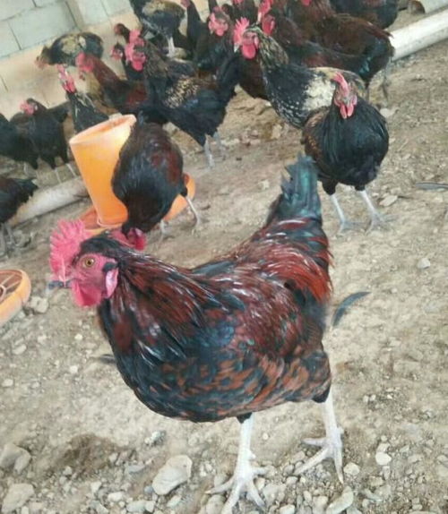 快進入冬天了,散養(yǎng)土雞如何擺脫冬季常見疾病