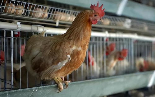 春季養(yǎng)雞,雞群容易得溫感,如何預防治療才能減少損失