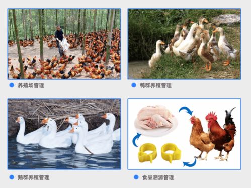 家禽養(yǎng)殖戶如何利用rfid電子腳環(huán)實現(xiàn)智能化管理